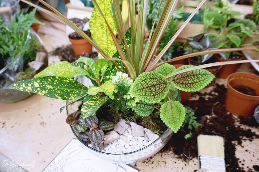 Making a Terrarium at Grace & Thorn with Obby!