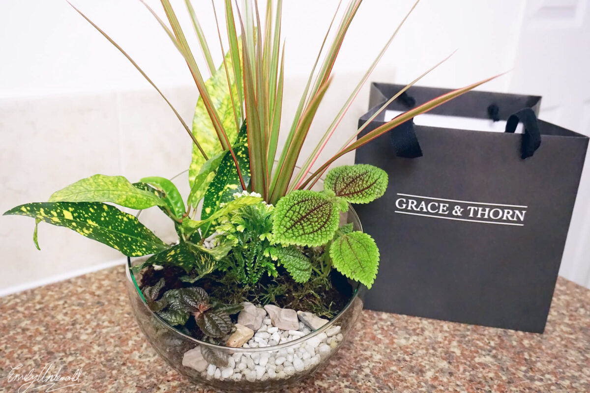 Making a Terrarium at Grace & Thorn with Obby!