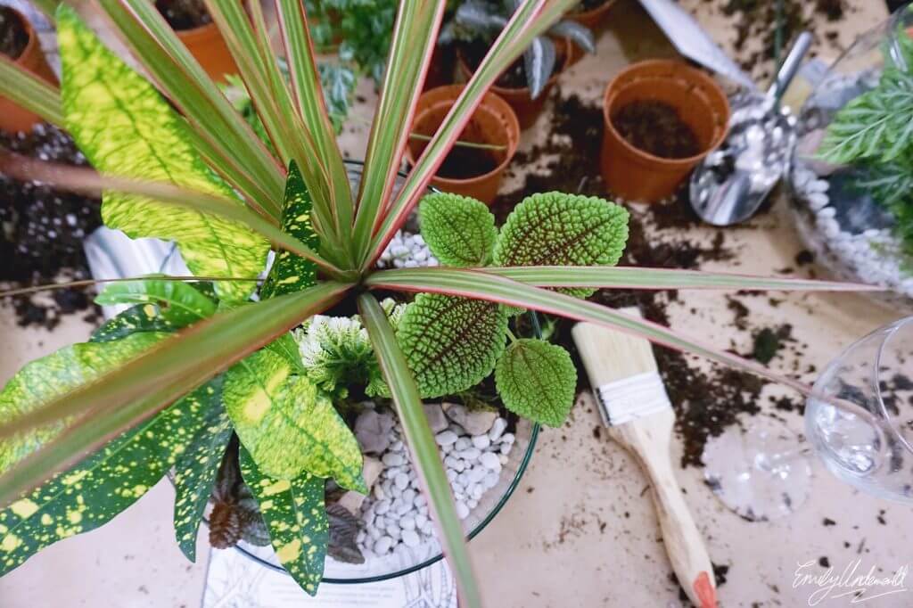 terrarium