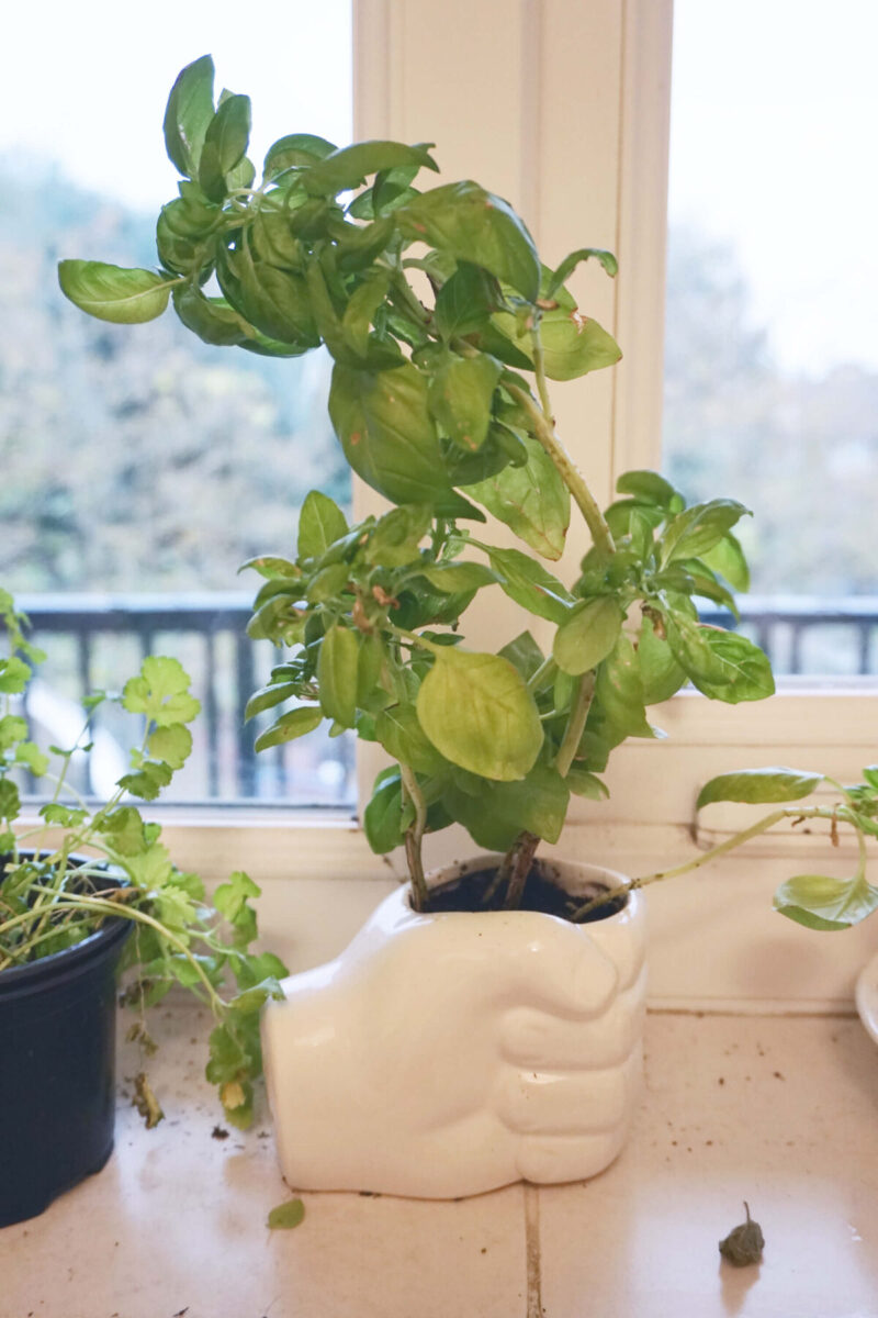 Basil in fist plant pot on windowsill.