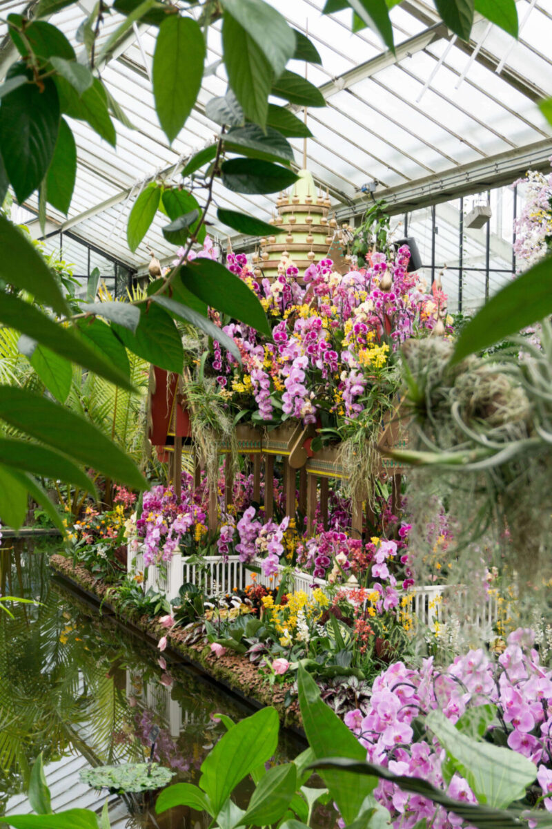 Kew Gardens Orchid Festival