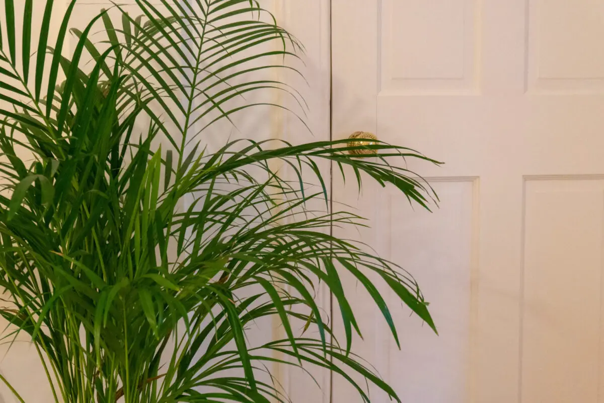 Large plant in front of white wooden door.