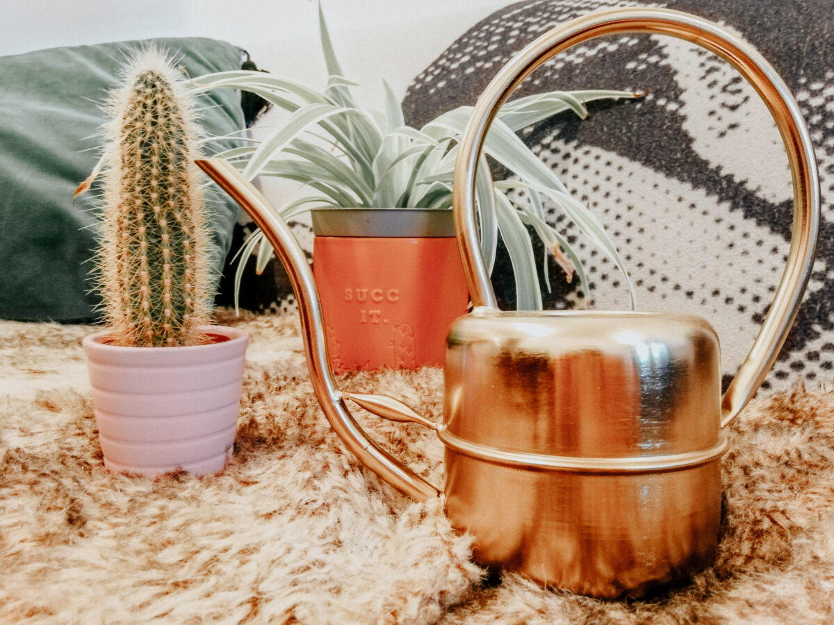 Mother's Day Gift Ideas: cacti, spider plant and copper watering can on a faux fur throw.