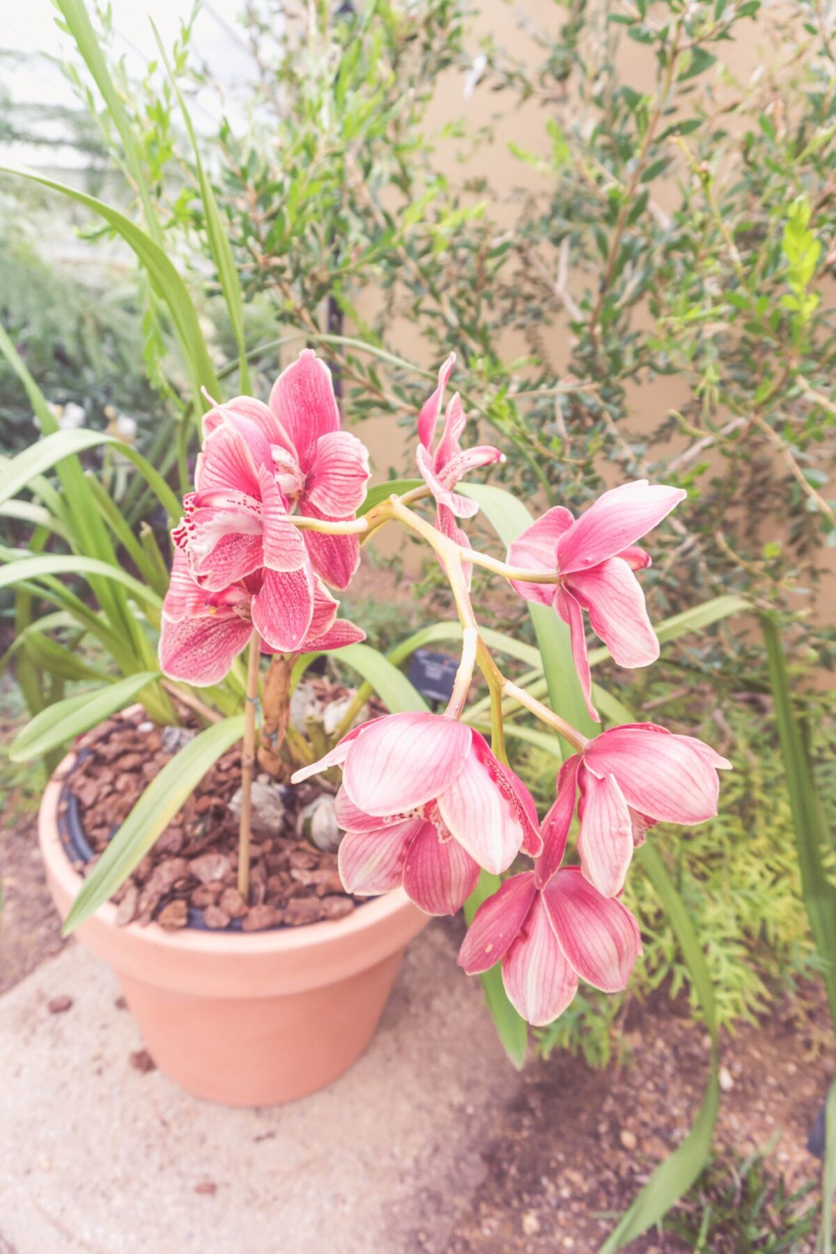 Pink Orchid Kew Gardens.