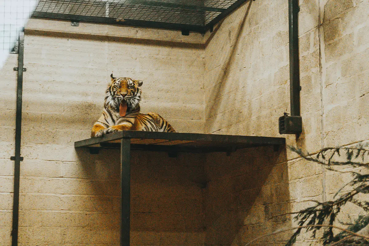 Tiger Edinburgh Zoo