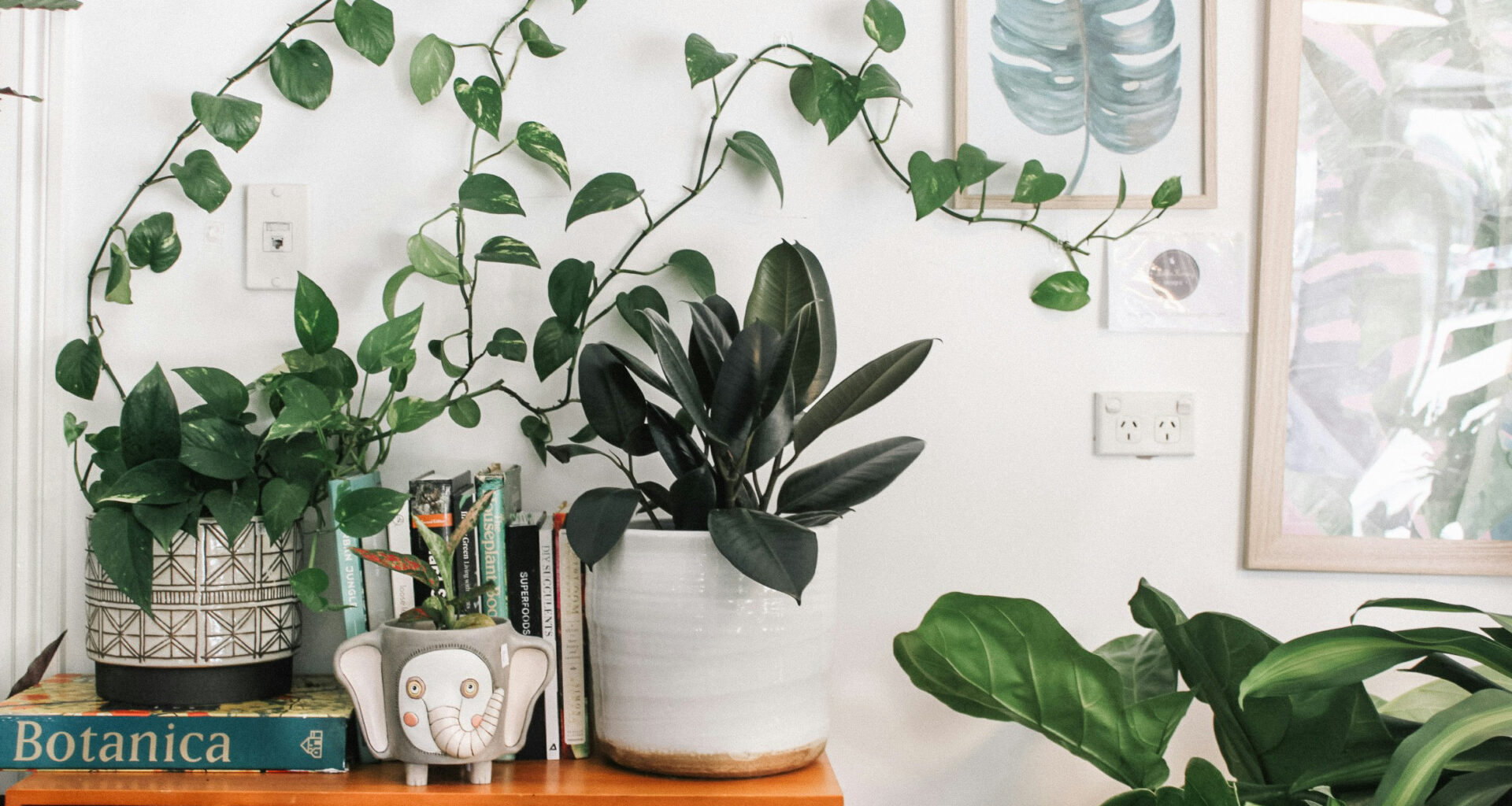 plants as interior decor