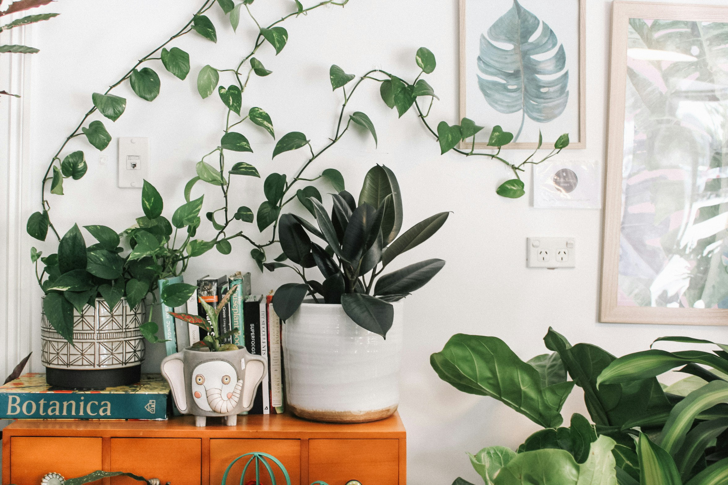 plants as interior decor