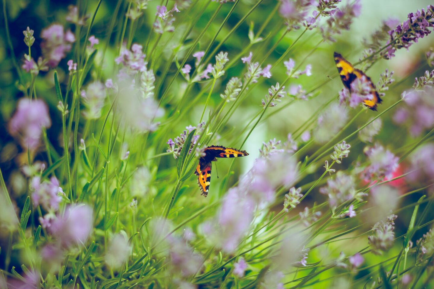 butterflies in garden