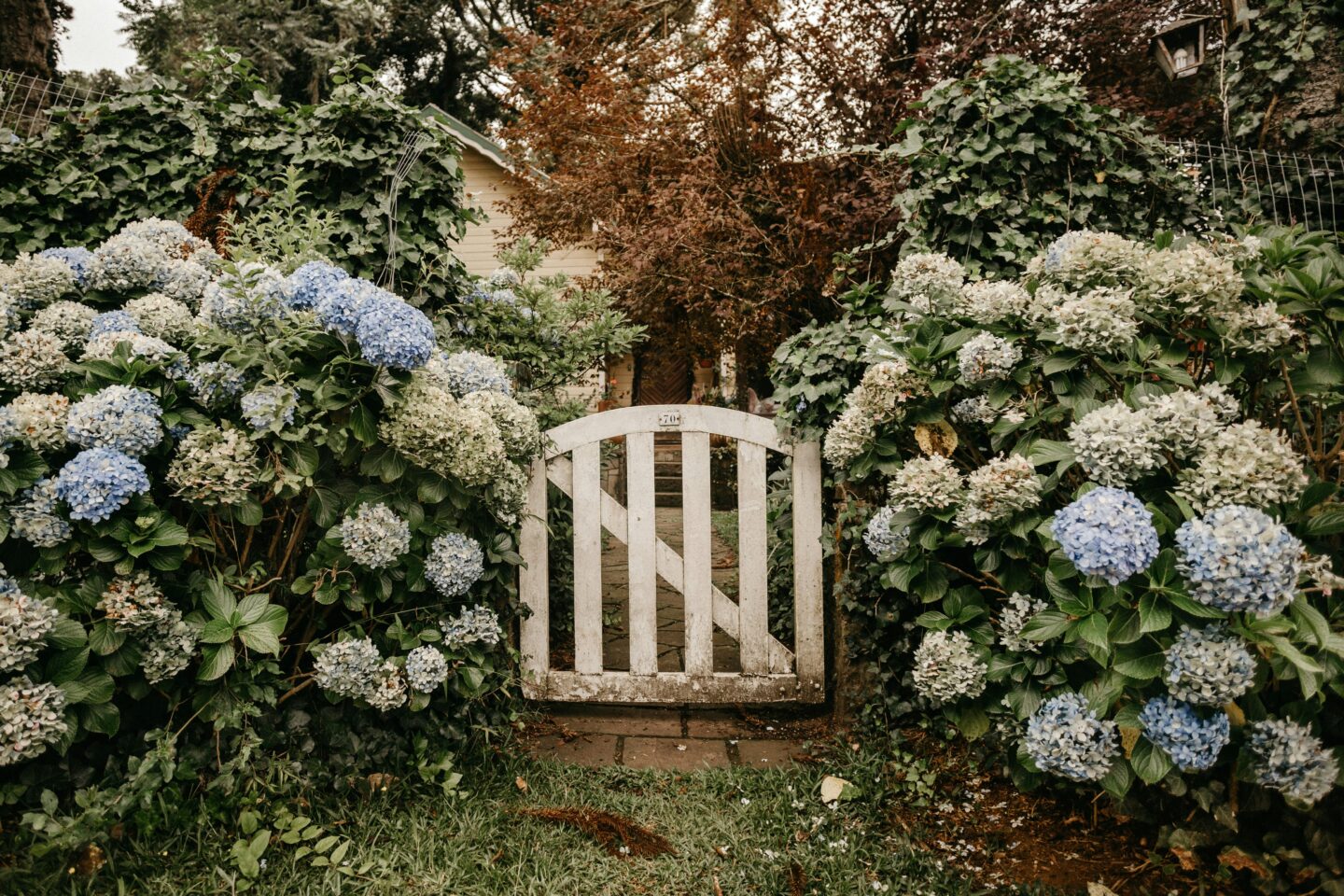 hydrangeas and garden gate