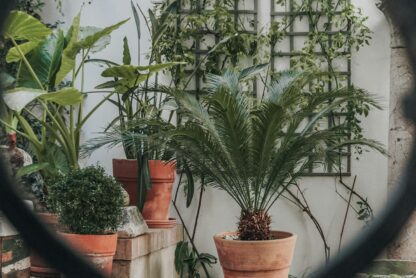 tranquil garden space with potted plants
