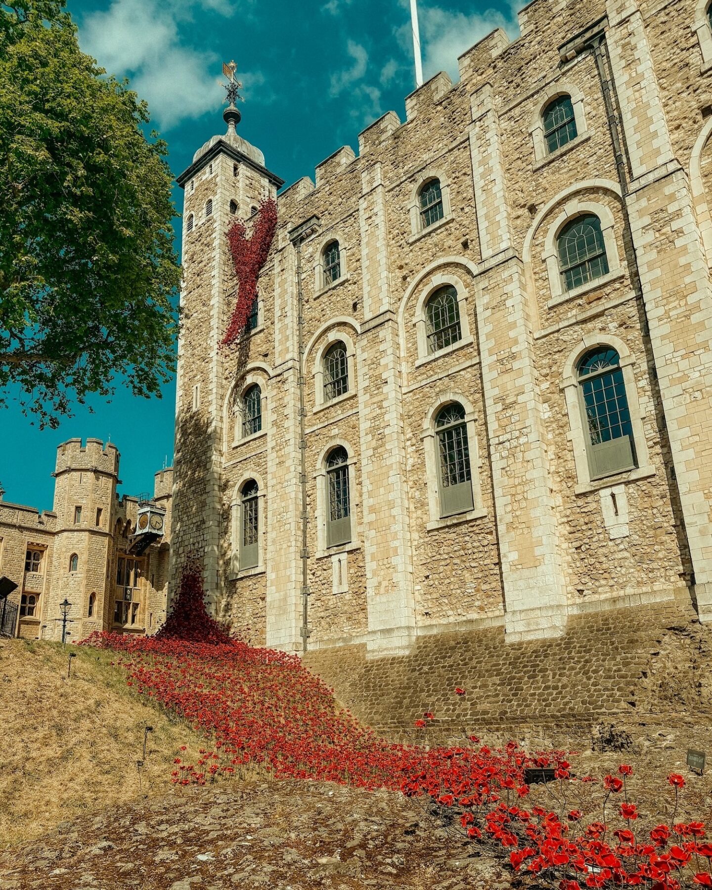 tower of london poppies on white tower
