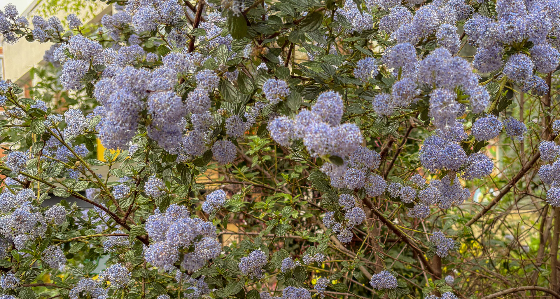 purple flowers