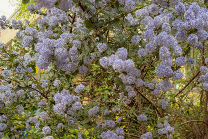 purple flowers