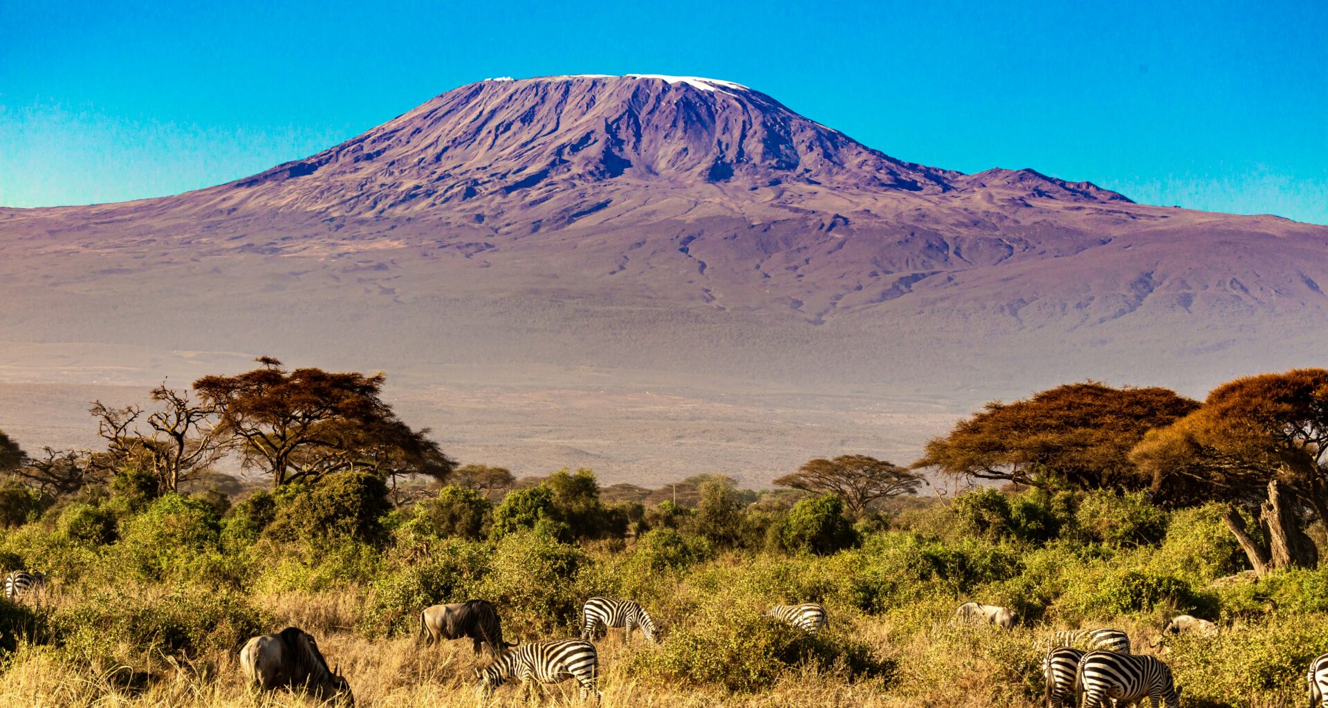 kilimanjaro