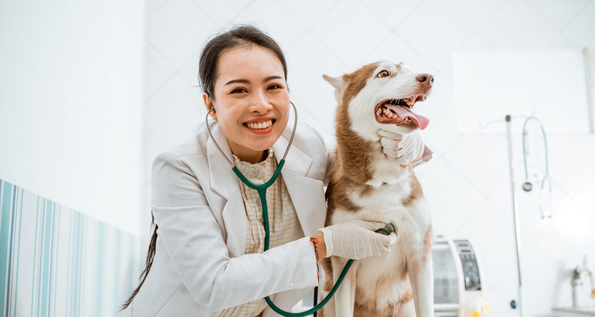 Veterinarian smiling while examining a happy Siberian Husky with a stethoscope during a routine check-up at a modern veterinary clinic.