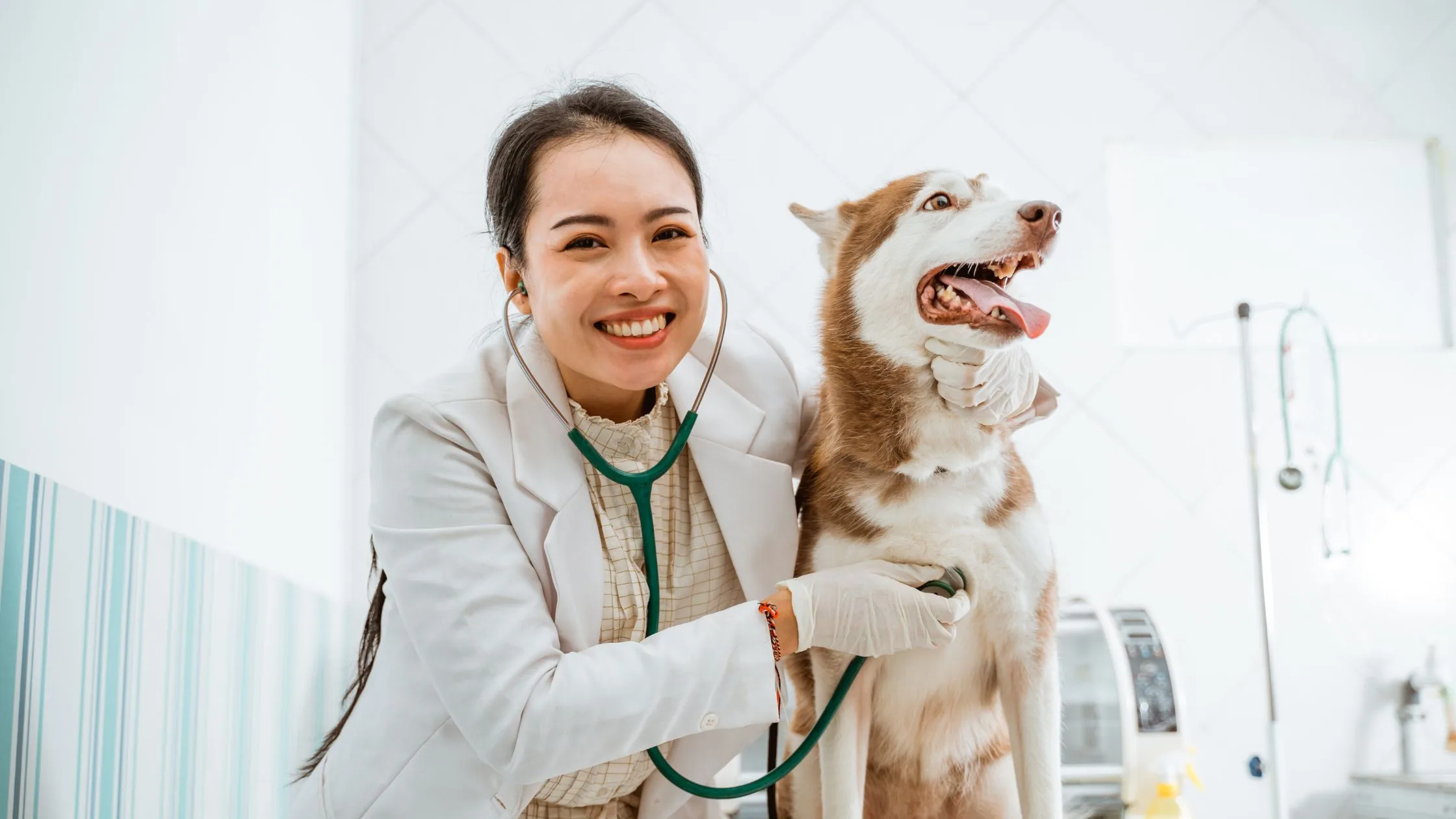 Veterinarian smiling while examining a happy Siberian Husky with a stethoscope during a routine check-up at a modern veterinary clinic.