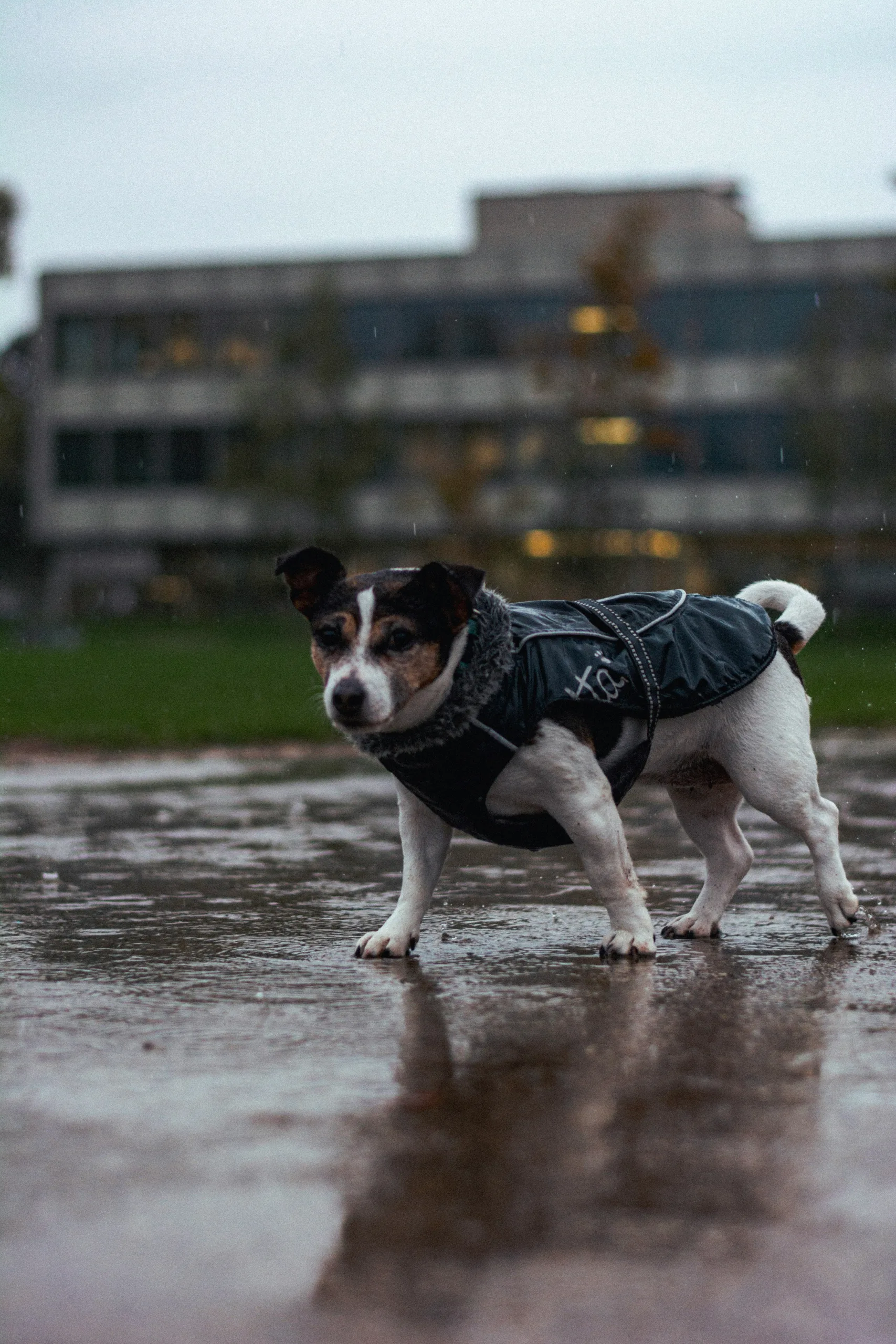 dog in the rain